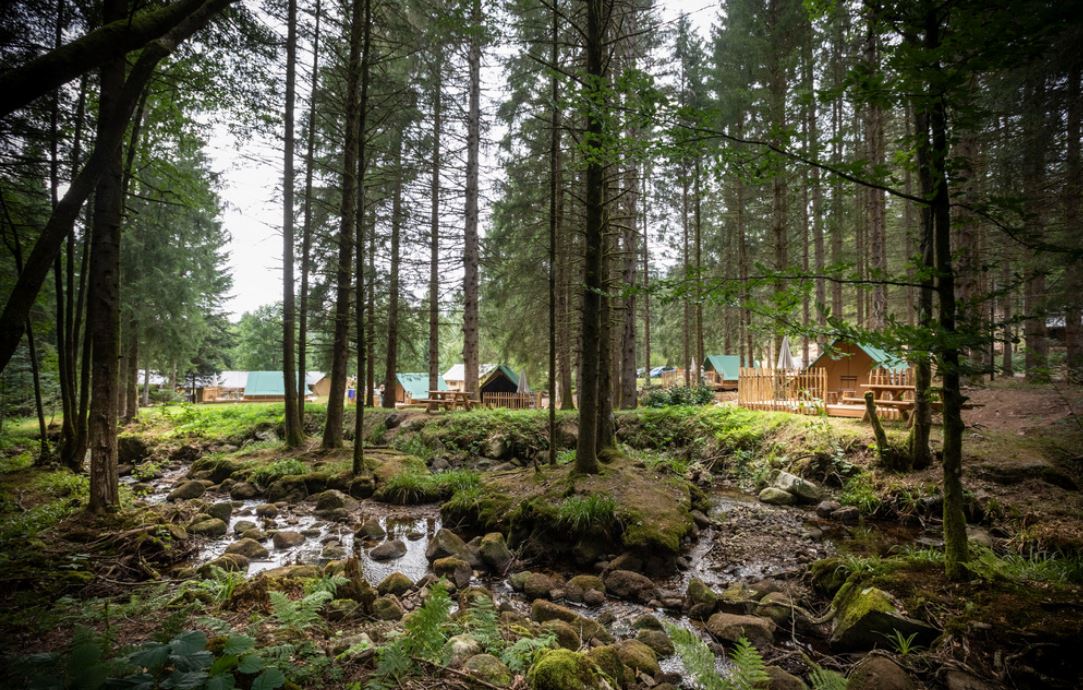 Forêt des Vosges