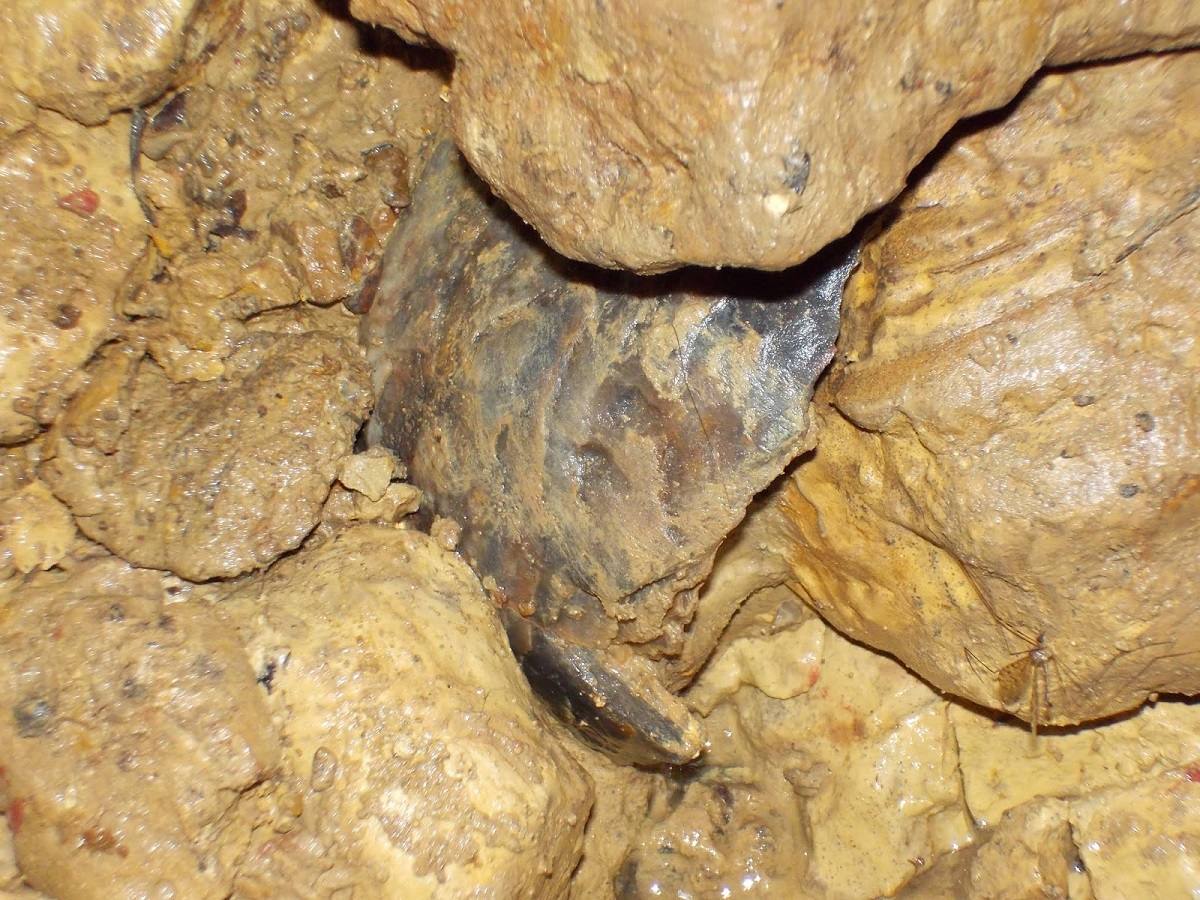 huître fossile