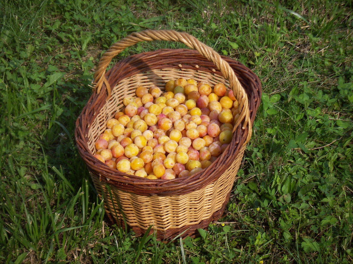 panier de mirabelles