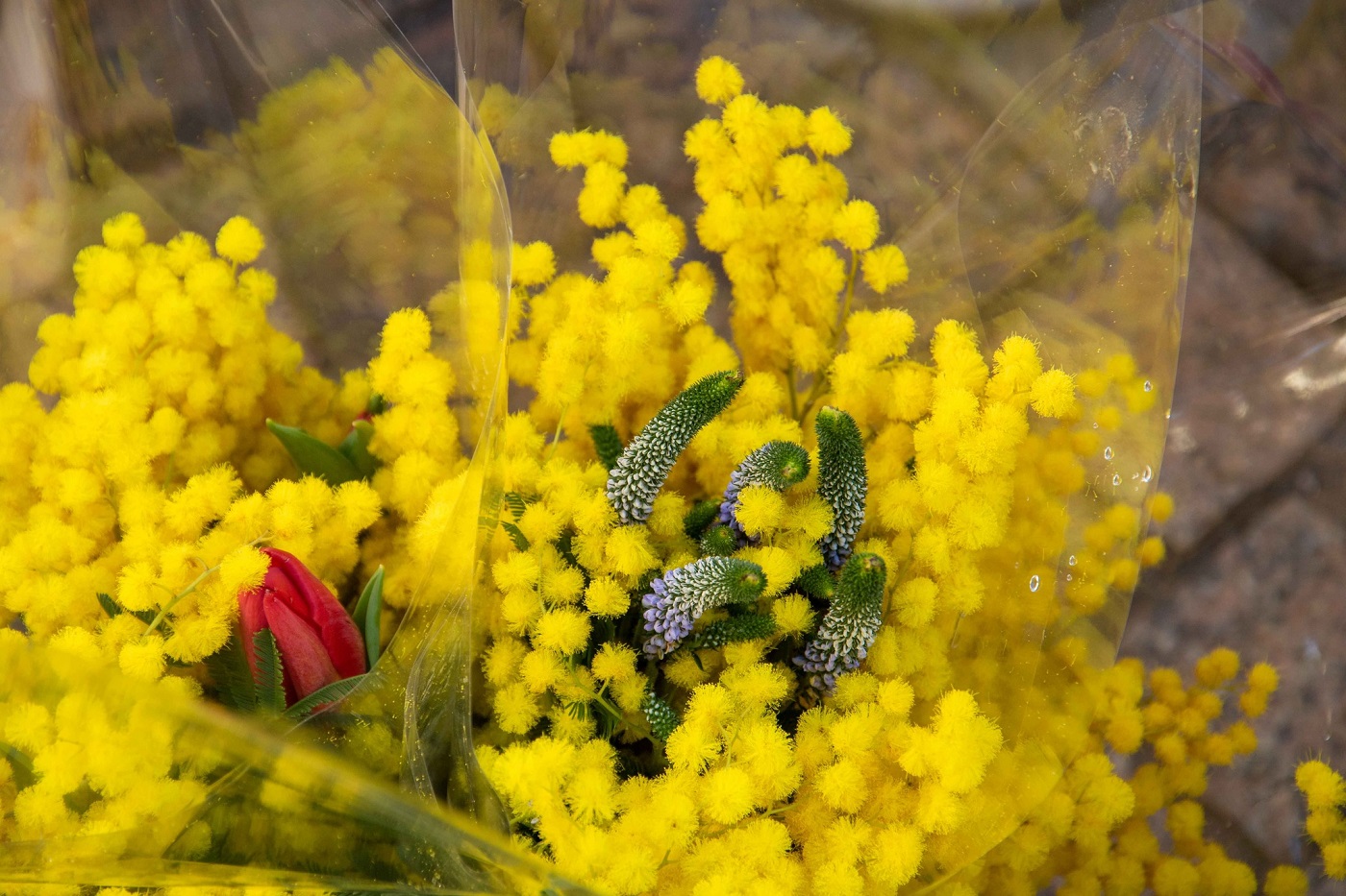 bouquet de mimosa